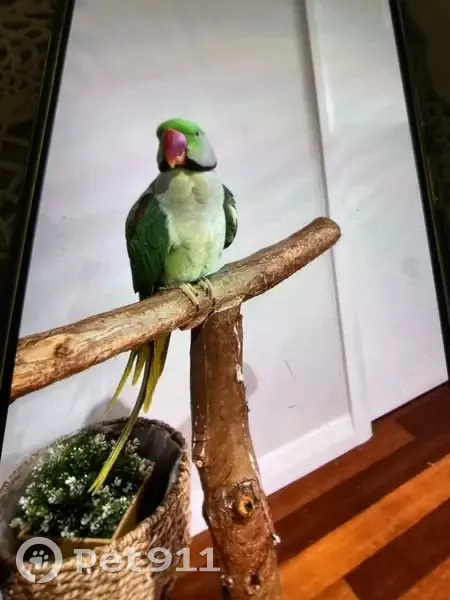 Friendly Talking Bird Found in Fairfield - photo