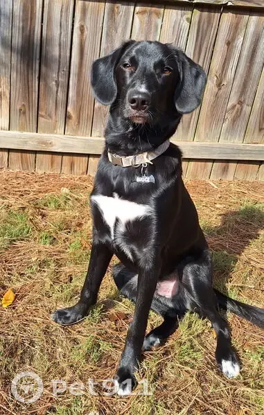 Lost Black Lab Mix: Help Find My Dog! - photo