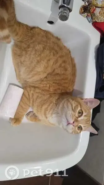 Gato Cariñoso Encontrado en Peralvillo - photo