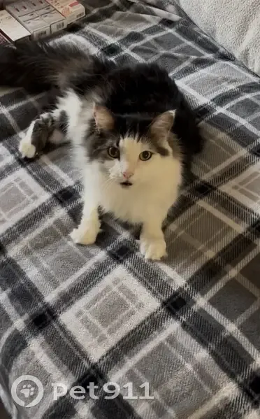 Lost Cat: Clawless, Black & White in Gulfport - photo