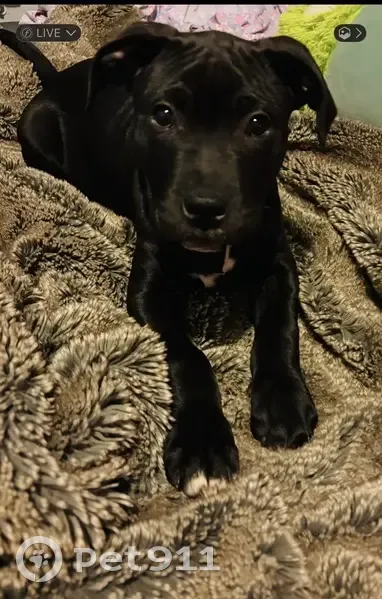 Lost Black Pitty Puppy in Joliet, IL - photo