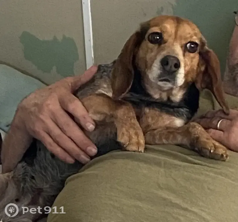 Lost Spayed Beagle on Barren Springs Rd - photo