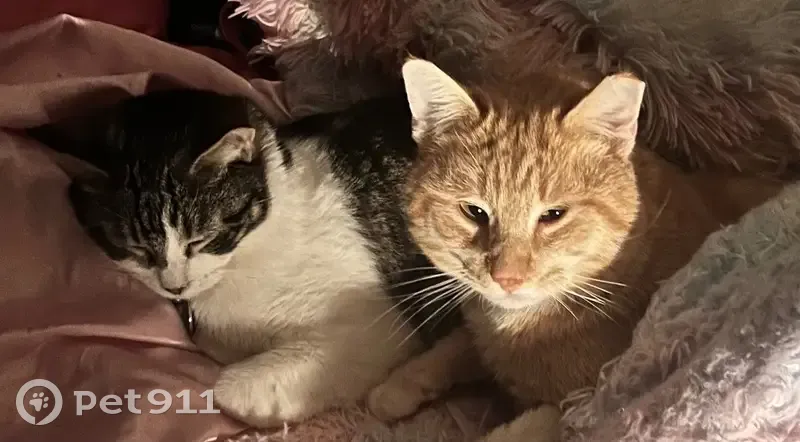 Lost Orange Tabby in Leesville, LA - photo