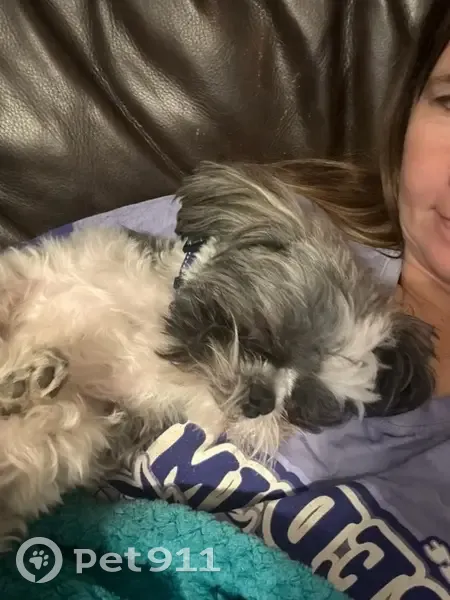 Lost Shih Tzu: Black & White in Los Fresnos - photo