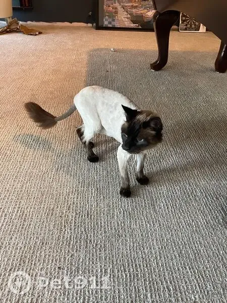 Lost: Sweet Himalayan Cat 'Paco' - Broomfield - photo