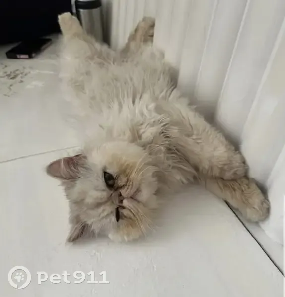 Lost: Fluffy White Cat, Green Collar, Penrith - photo