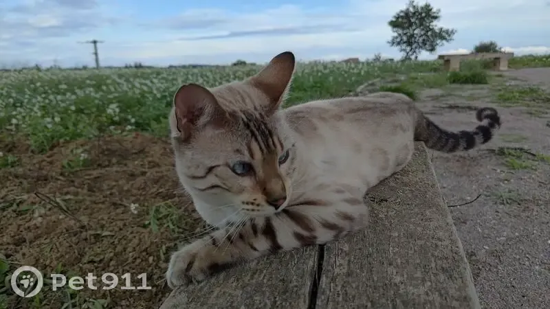 Chat perdu : Bengal blanc/marron, Bages - photo