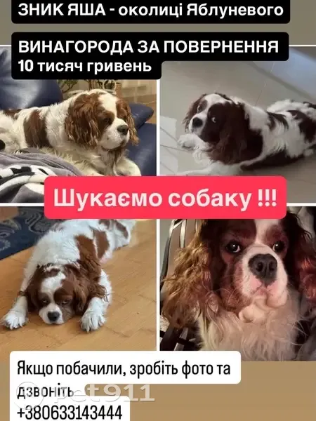Зник Кінг Чарльз Спаніель у Львівській області - photo