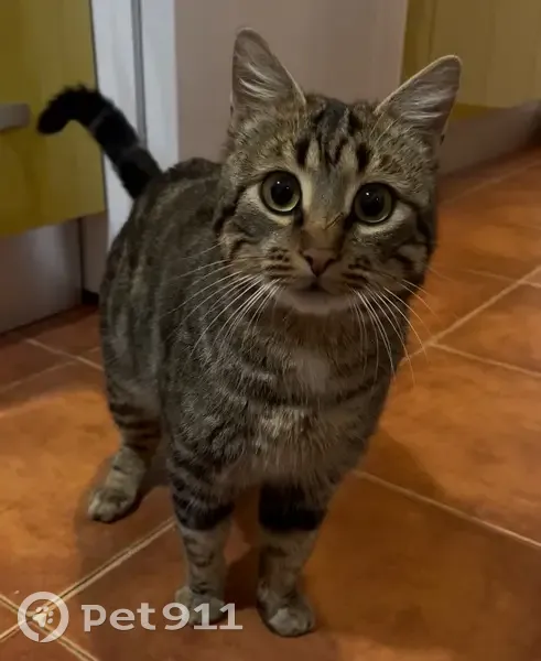 Adorable Gatito Perdido en Olmeda de las Fuentes - photo