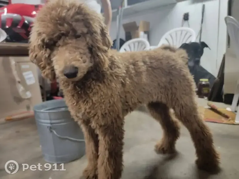 Lost Dog Near Velde St, Creve Coeur - photo