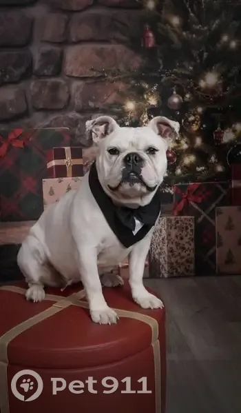 Lost Dog: Friendly, Purple Collar, 26th St - photo