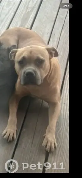 Lost Sweet Dog on North 6th Street - photo