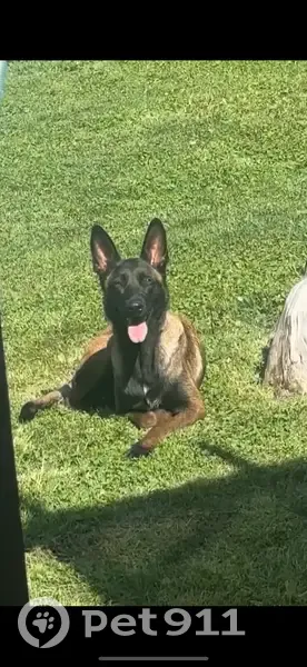 Lost Timid Rescue Dog on N 6th St, 505 - photo