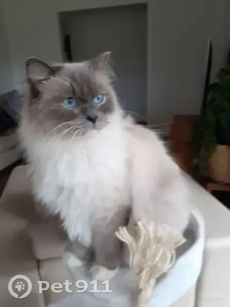 Help Find Romeo: Lost Cat in Yarra Ranges - photo