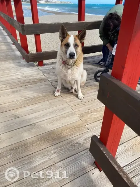 Perro de 3 Patas Hallado en La Cala de Mijas - photo