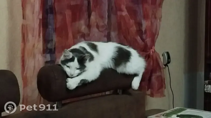 Зникла кішка на Прибрежній вулиці, Київ - photo