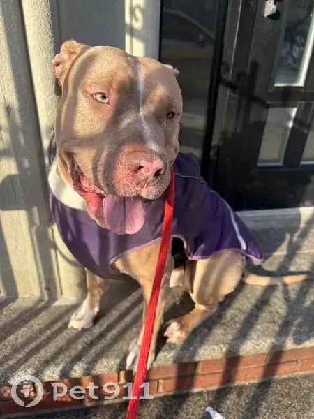 Found: Beige Dog with Support Harness - photo