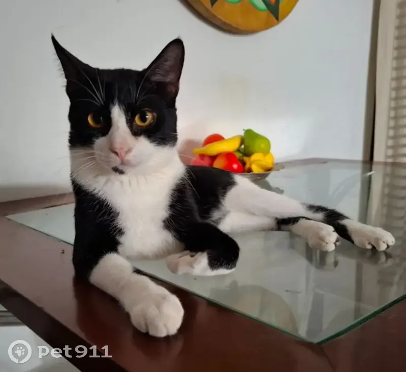 Gato desaparecido Macho (brl002300) - photo