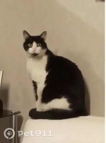 Chat noir et blanc perdu à Motz - photo