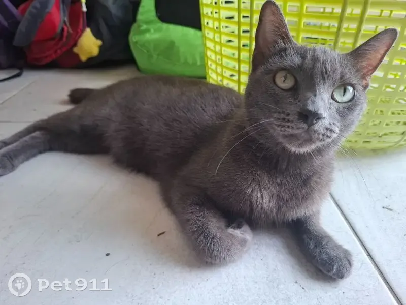 Gato Gris Perdido en Bellagio, Apodaca - photo