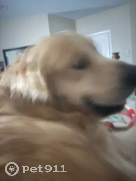 Lost Golden Retriever on Gunston Rd - photo
