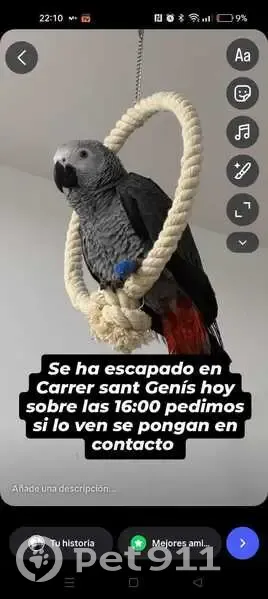 ¡Ayuda! Loro Yaco perdido en Terrassa - photo