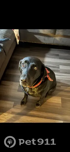 Help Find Sissy: Black Lab Lost in Middleburg - photo