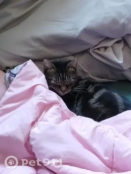 Lost Cat: Grey/Black Swirled Stripes - photo