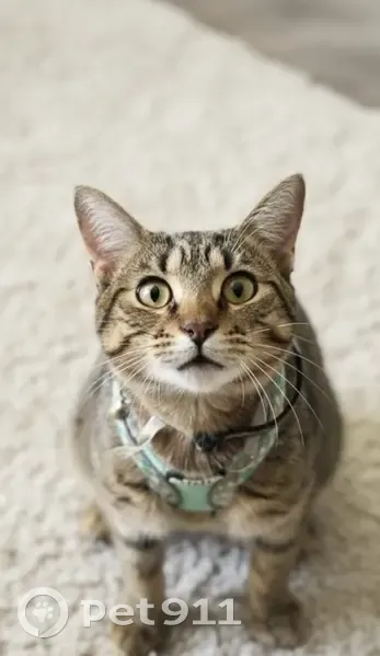 Missing: Yellow-Eyed Cat, No Tail, Dallas - photo