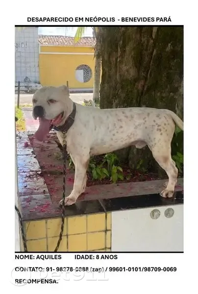 Cachorro perdido - photo