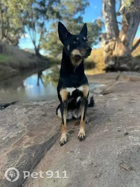 Lost Dog: Friendly with Unique Markings - photo