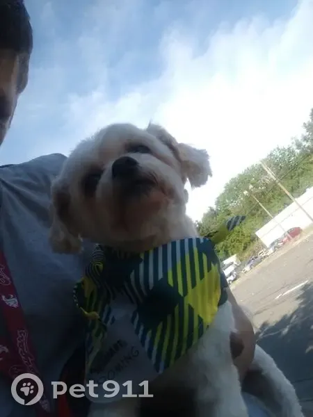 Lost Sweet Maltese on NW 68th St, Seattle - photo