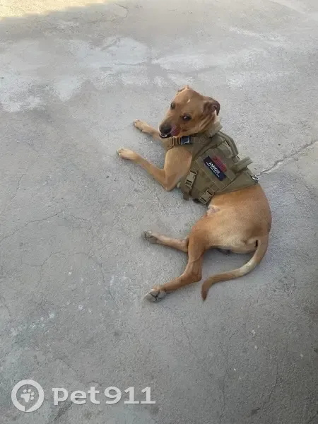 ¡Ayuda! Perdido Podenco Marrón en Albox - photo