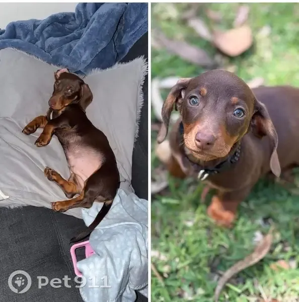 Lost Mini Dachshund: Snickers on Shady Ave - photo