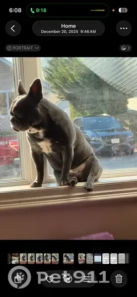 Lost Dark Grey Dog on Centre Avenue - photo