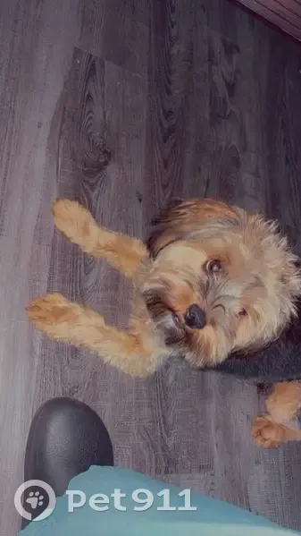 Lost Dog: Black/Brown/White in St. Louis - photo