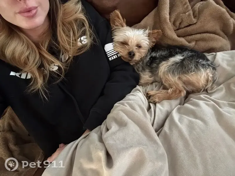 Lost Tea Cup Yorkie in Phoenix, AZ - photo