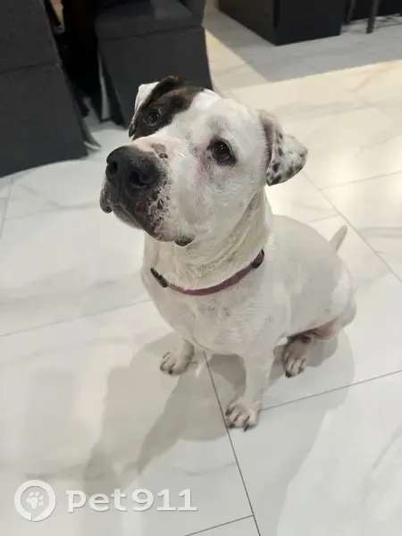 Lost Dog: White with Brown Spots, Houston - photo