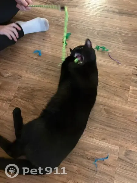 Found: Black Cat with Yellow Eyes on Quigley Rd - photo