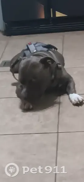 Help Find Our Lost Pit: Blue, Friendly & Loved - photo