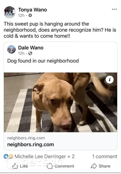 Friendly Brown Dog Found in Lone Oak - photo