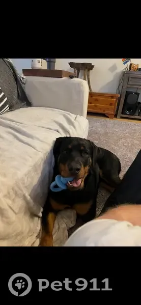 Lost Dog on Westbranch Hwy, Linntown - photo