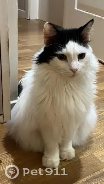 Se Busca: Gato Blanco con Boina Negra en Aigües - photo