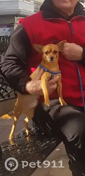 Perro Chihuahua Marrón Perdido en Fuengirola - photo