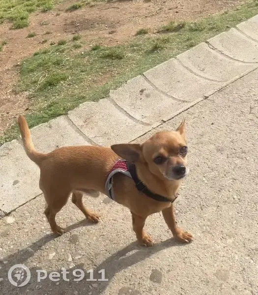 ¡Ayuda! Chihuahua Marrón Perdido en Fuengirola - photo