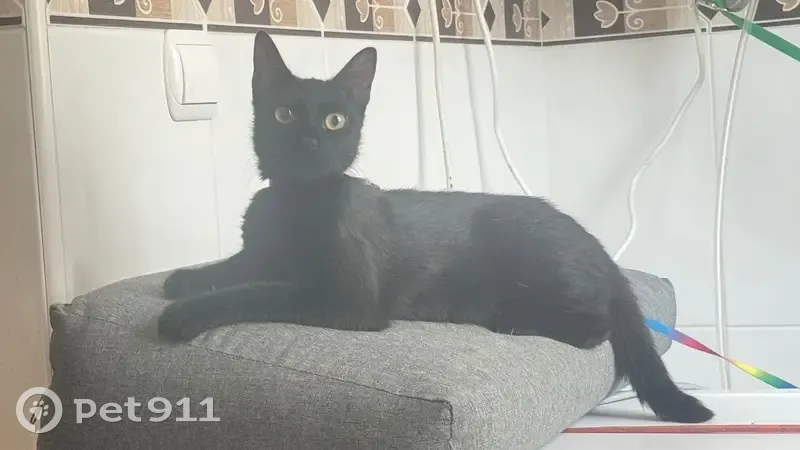 ¡Gata Perdida! Joven, Amigable y Ojos Amarillos - photo