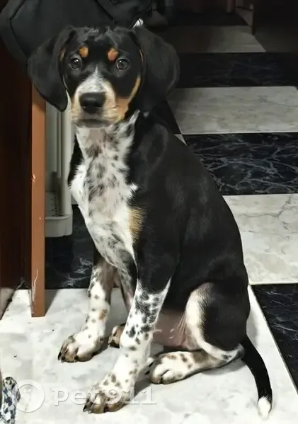 ¡Perro Cachorro Perdido en Utrera! - photo