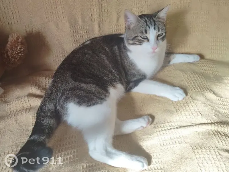 ¡Gata Perdida en El Campello! Ayúdanos - photo