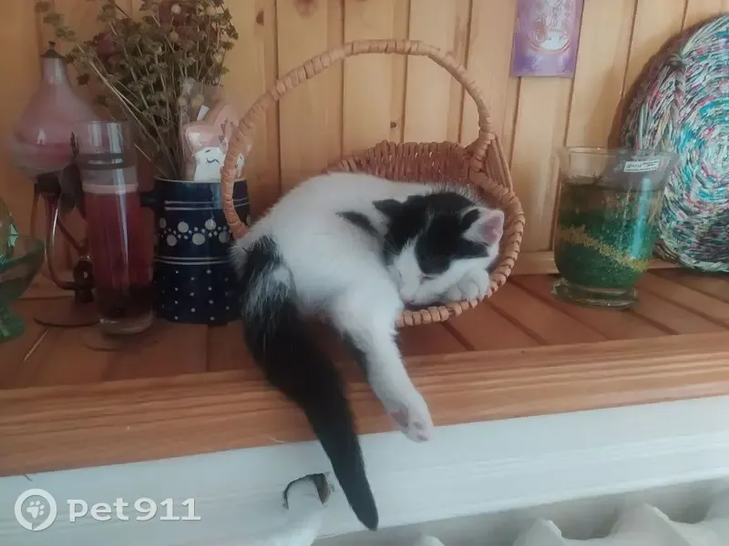 Зникла кішка: Білий з чорним хвостом - photo