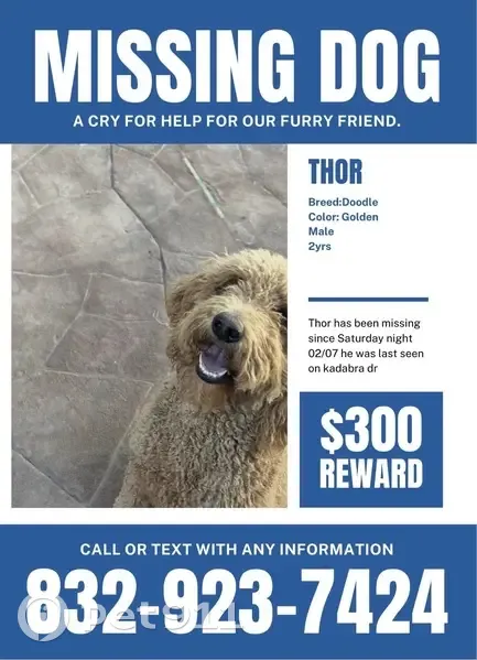 Lost Golden Doodle: Friendly 2-Year-Old - photo